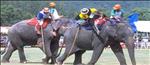 elephant polo, thailand 